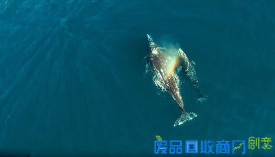美摄影师实拍鲸鱼与海豚共同嬉戏画面