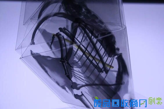 小山带你看：对折纸折出解剖结构透明模型