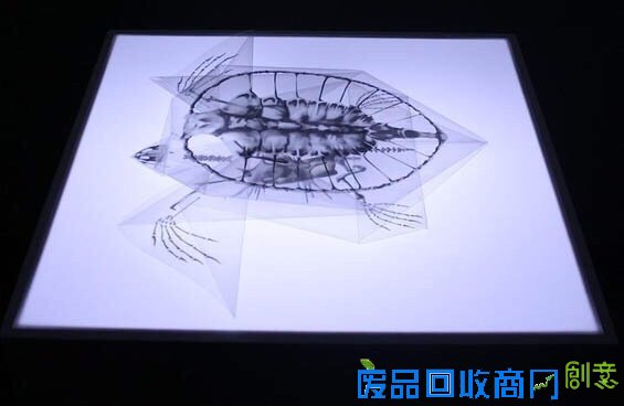 小山带你看：对折纸折出解剖结构透明模型