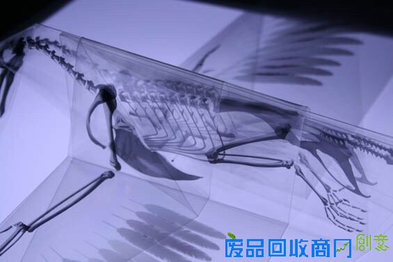 小山带你看：对折纸折出解剖结构透明模型