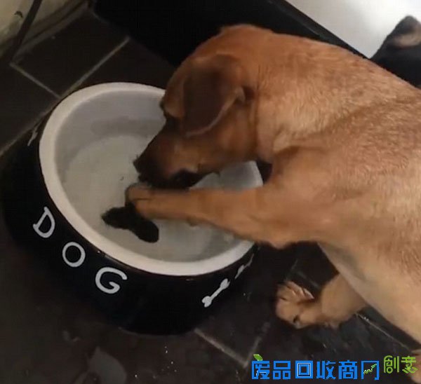 小狗将碗底骨头图片当真　徒劳打捞滑稽可爱(图)