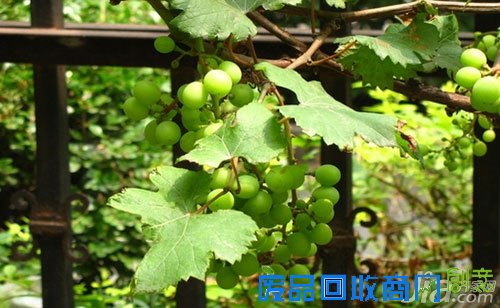 【阳台花架】阳台花园装修效果图