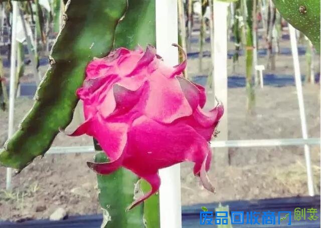 探城16｜追梦女开了重庆唯一一座台湾风情农场 