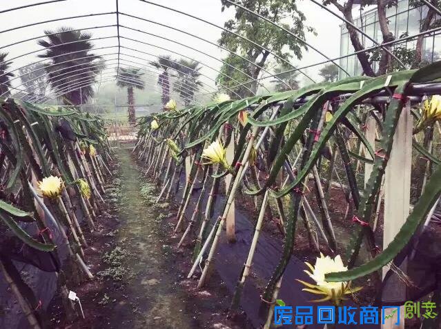 探城16｜追梦女开了重庆唯一一座台湾风情农场 