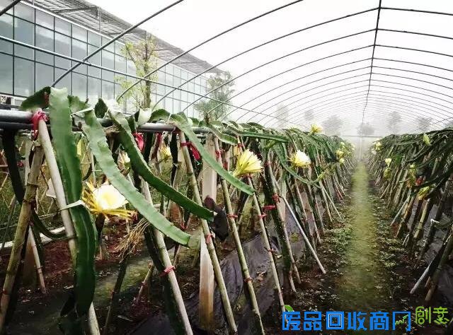 探城16｜追梦女开了重庆唯一一座台湾风情农场 