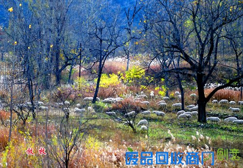 盂县举办书画摄影展庆重阳