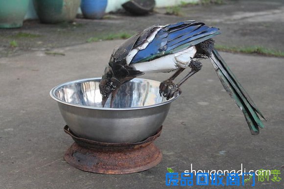 废弃金属再利用DIY制作动物模型的作品图片 -  