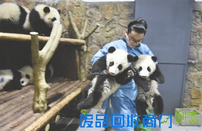 走近熊猫“奶爸”：成网红 常被游客拦下合影