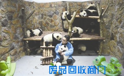 走近熊猫“奶爸”：成网红 常被游客拦下合影