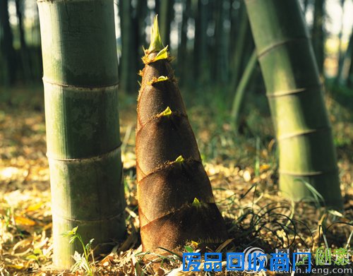 吃一顿它,可刮三天油!减肥、降血脂就靠它!