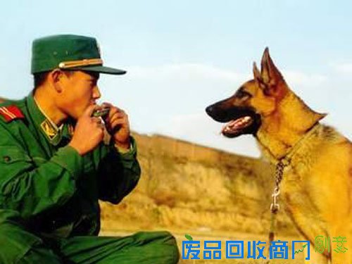 狗年话狗：中国军犬的幸福生活