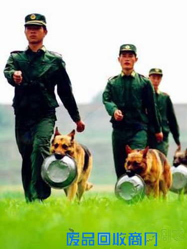 狗年话狗：中国军犬的幸福生活