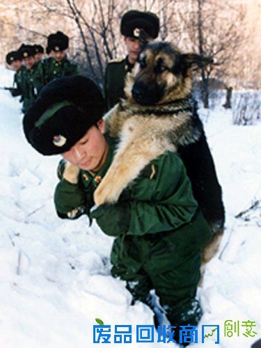 狗年话狗：中国军犬的幸福生活