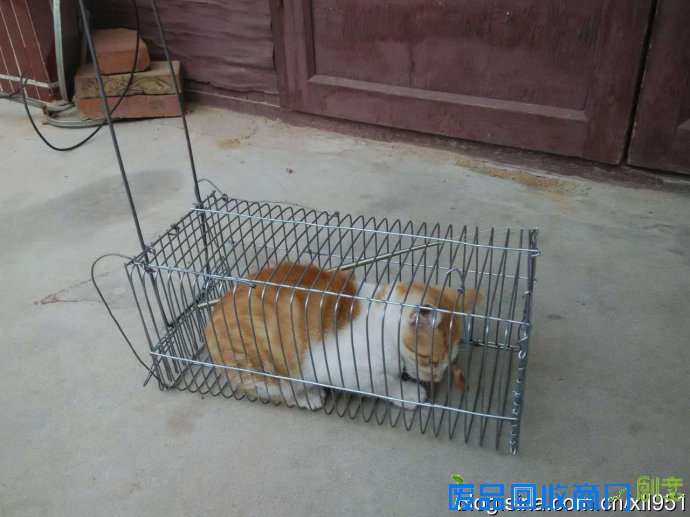 捕黄鼠狼自制工具图片，黄鼠狼进家是吉还是凶？