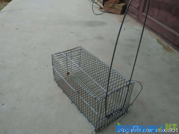 捕黄鼠狼自制工具图片，黄鼠狼进家是吉还是凶？