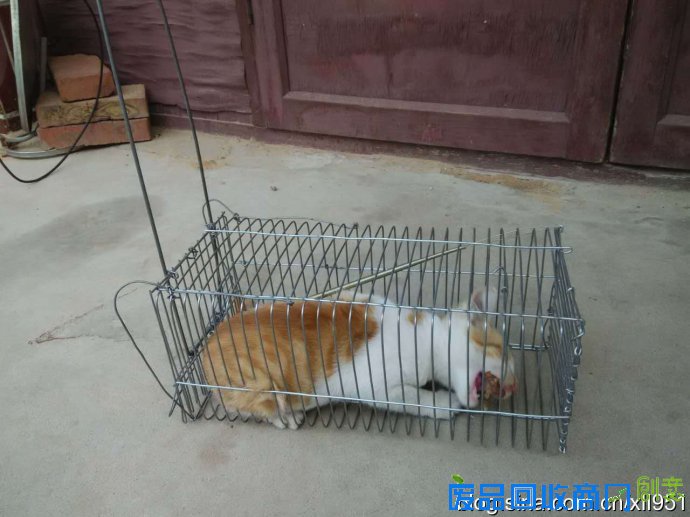 捕黄鼠狼自制工具图片，黄鼠狼进家是吉还是凶？