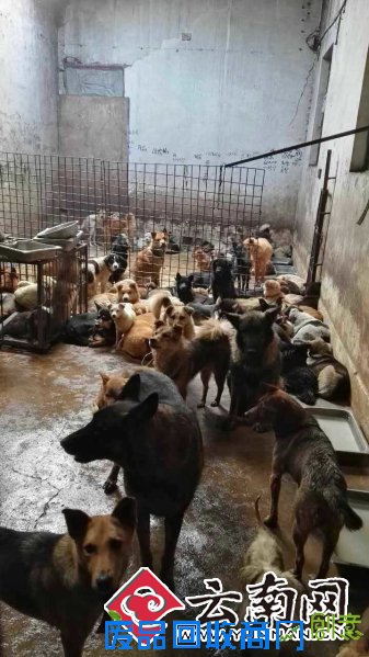 自制工具“秒偷”犬只论斤卖屠宰厂 盗狗收赃犯罪团伙被抓获