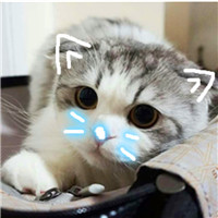 漂亮猫咪头像