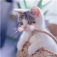卖萌猫咪头像