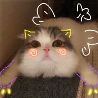 可爱猫咪
