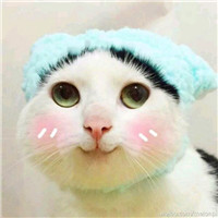 可爱猫咪头像