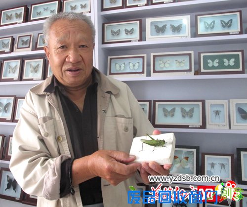 唐山老人喜爱手工制作 收集蝴蝶标本200余种(图)