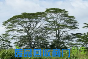 ファルカタの木