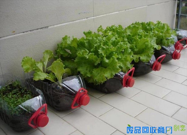 DIY回收塑料瓶的花园