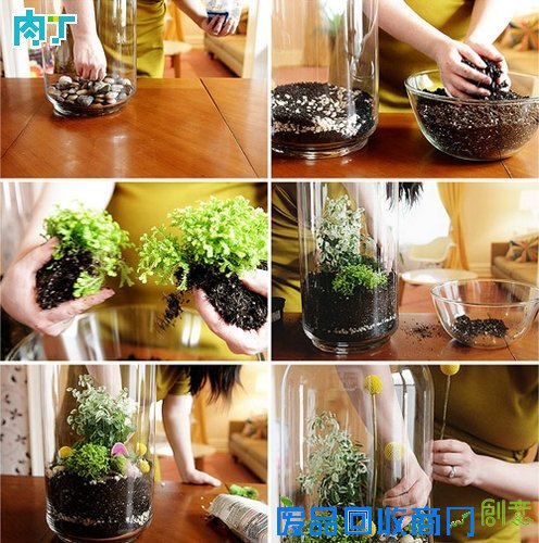 DIY家居装饰室内盆栽植物图片╭★肉丁园艺网