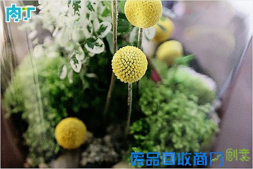 DIY家居装饰室内盆栽植物图片╭★肉丁园艺网