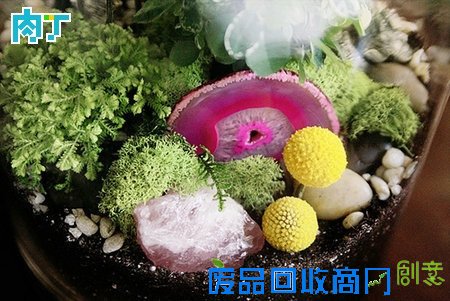 DIY家居装饰室内盆栽植物图片╭★肉丁园艺网
