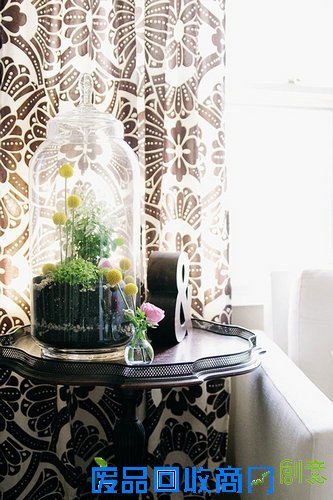 DIY家居装饰室内盆栽植物图片╭★肉丁园艺网