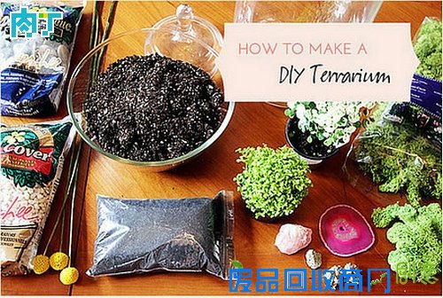 DIY家居装饰室内盆栽植物图片╭★肉丁园艺网