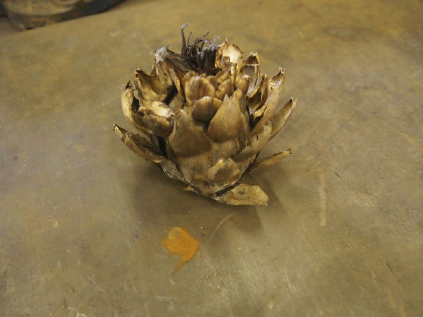 花瓣制作1 花瓣制作1