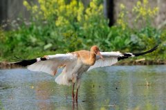 迷航白鹤春光外泄露天洗澡吸睛（图）