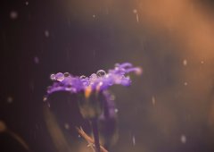 平凡中的不凡 女性摄影师的唯美摄影作品