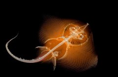 科学世界的唯美之图 英国摄影作品尽显科学之美