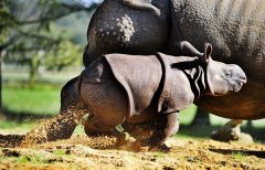 英满月犀牛宝宝首亮相 呆萌可爱