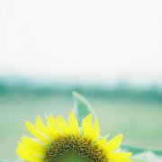 小清新森系意境伤感日系清新美图