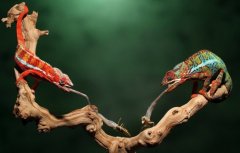 美摄影师抓拍变色龙闪电舌击猎物