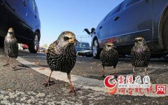 英国大神级摄影作品：不仅是美还有创意和智慧(图)