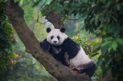 胖嘟嘟又可爱的只有它