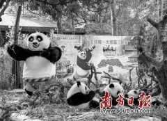 长隆熊猫三胞胎将“参演”《功夫熊猫3》【图】