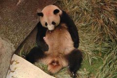 大熊猫母亲打盹压死幼仔 悲伤中把草当孩子(图)