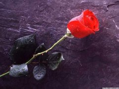 《图片大全唯美伤感》