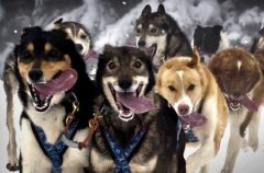 萌宠可爱图片,可爱的小猫小狗图片