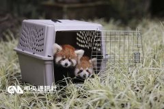 台北小熊猫双胞胎宝宝呆萌可爱 个性大不同(图)