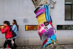 路边梧桐穿上萌毛衣 五颜六色可爱至极（图）