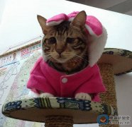 台湾现＂囧脸猫＂:眼角小垂 眼神忧郁(图)