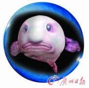 世界最丑动物水滴鱼：闷闷不乐的悲伤表情(图)